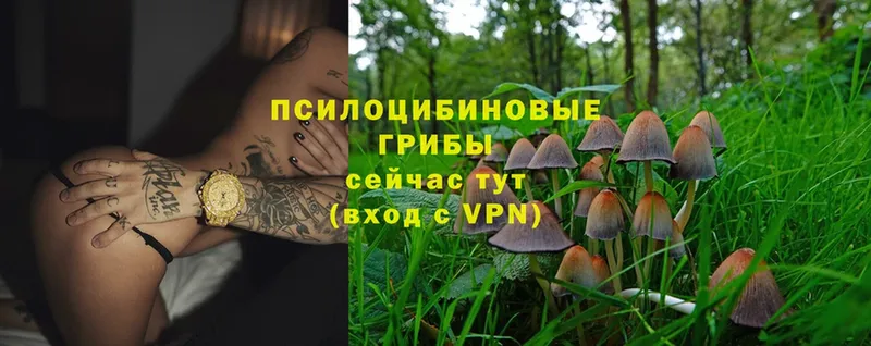 Галлюциногенные грибы Cubensis  Вятские Поляны 